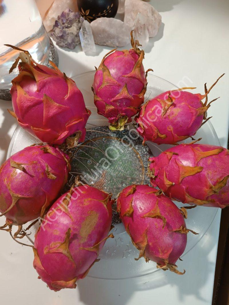 Disco Revitalizador Líquidos y Alimentos. EMF. - Imagen 11